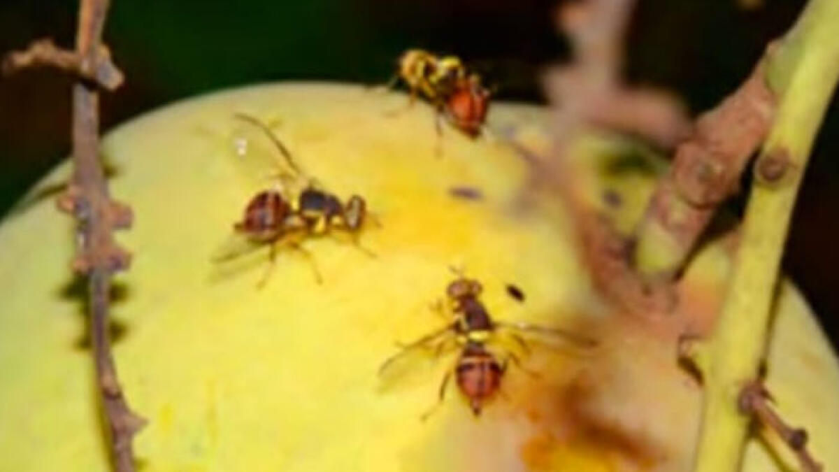 Bactrocera dorsalis: il temuto risveglio primaverile   - 