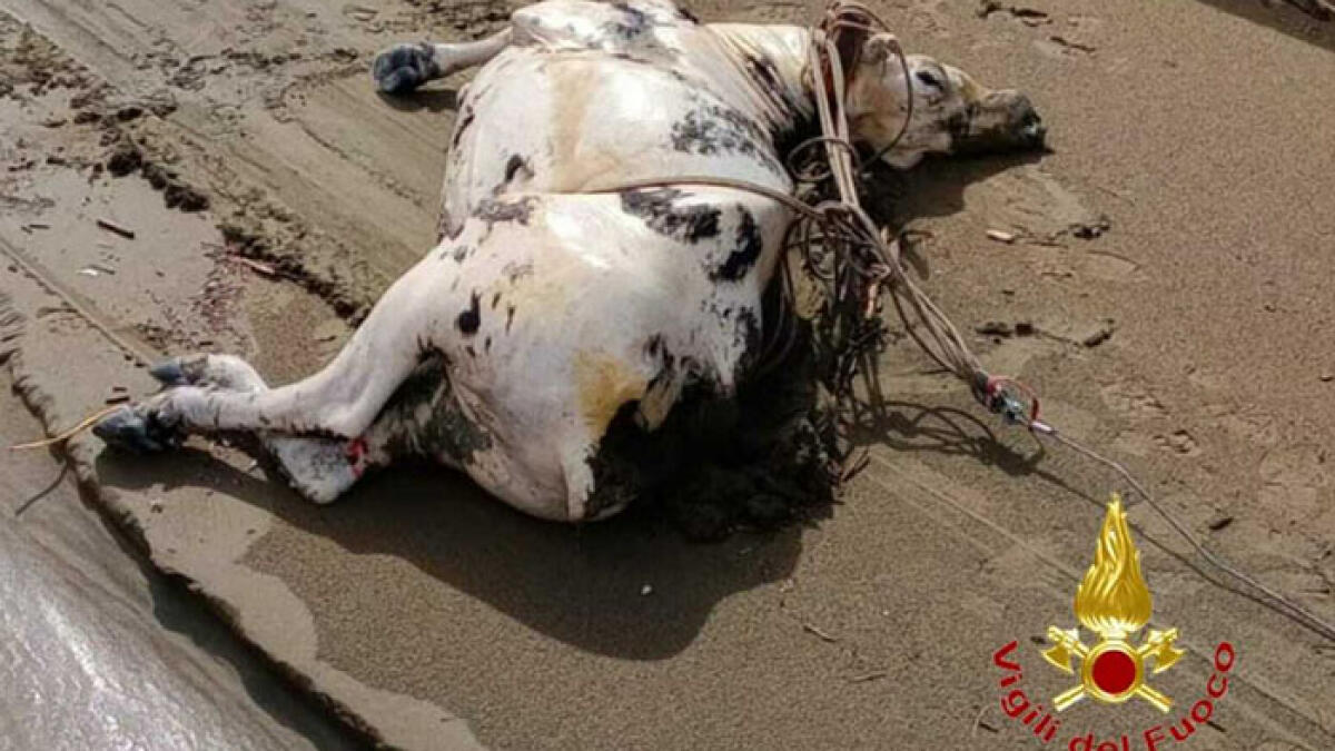 Carcassa di mucca rinvenuta in spiaggia - 
