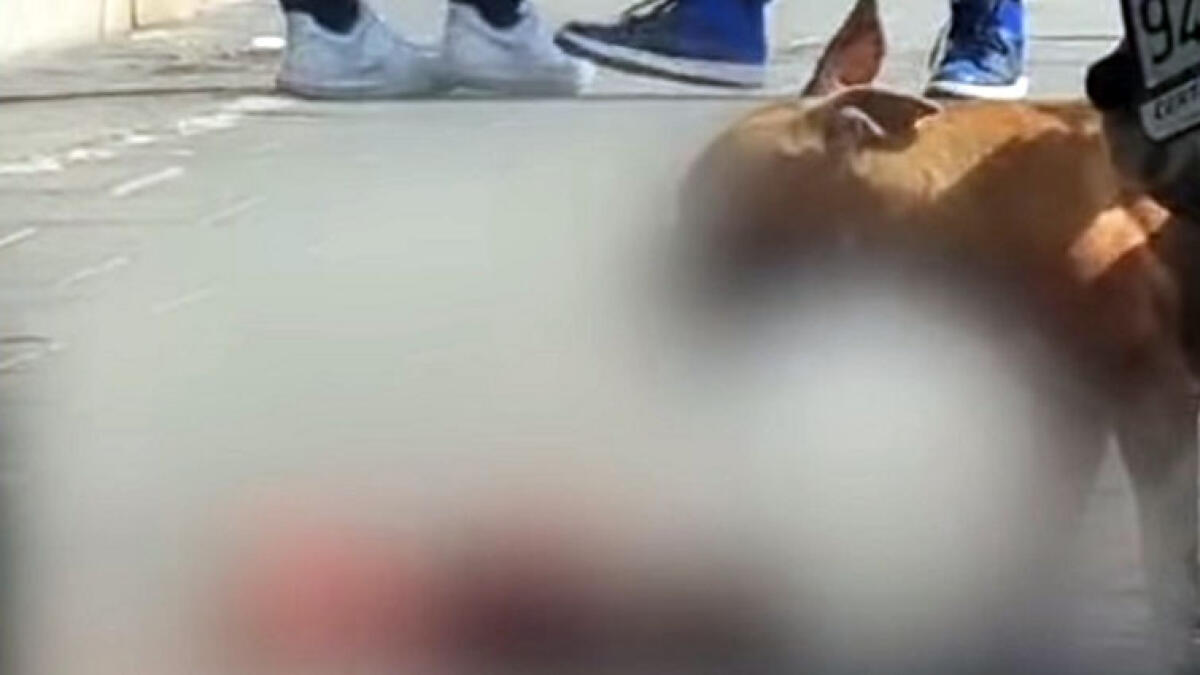 Pitbull sbrana cagnolino in strada, padrona colta da un grave malore - 