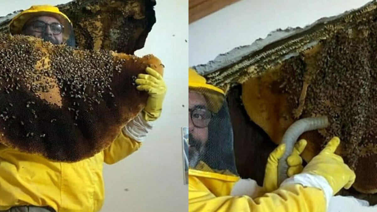 Oltre 100mila api nella casa: è invasione negli appartamenti - 