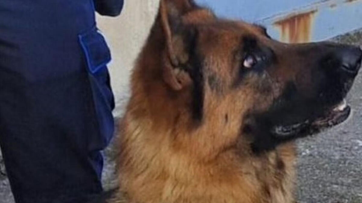 Dal marito in carcere con 215 grammi di droga, tradita dal fiuto di Iron - 