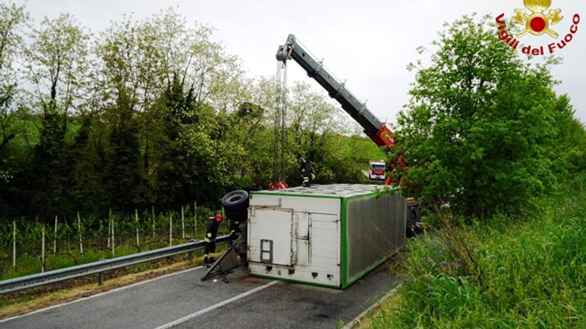 Si ribalta tir che trasportava 50 maiali - 