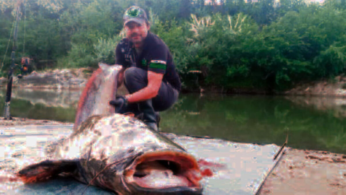 Preso in Campania un mega pesce siluro - 