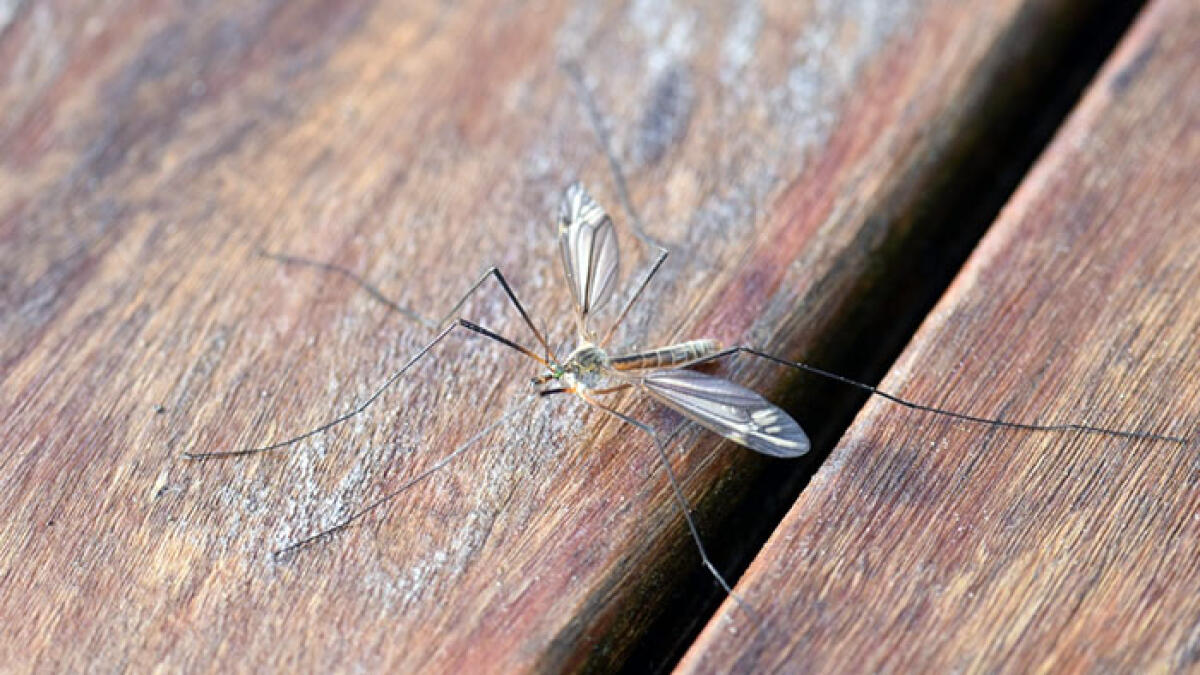 Dopo 50 anni torna in Italia la zanzara della malaria - 