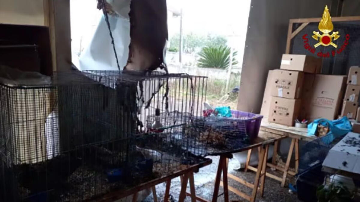 Fiamme durante la Fiera, muoiono i pulcini - 