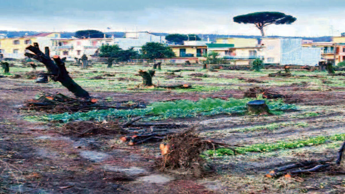 Abbattono 75 alberi di ciliegio - 