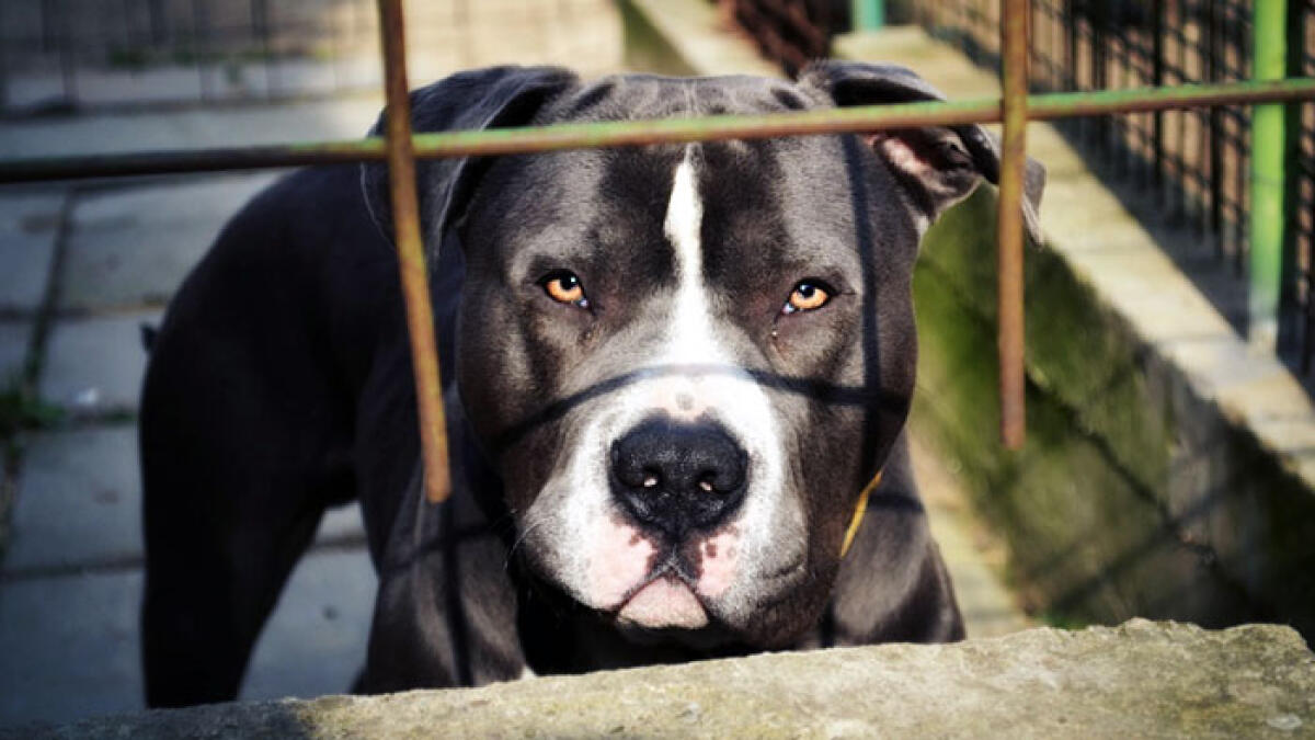 Bimba azzannata dai pitbull a Pompei, i cani hanno attaccato anche il padrone - 