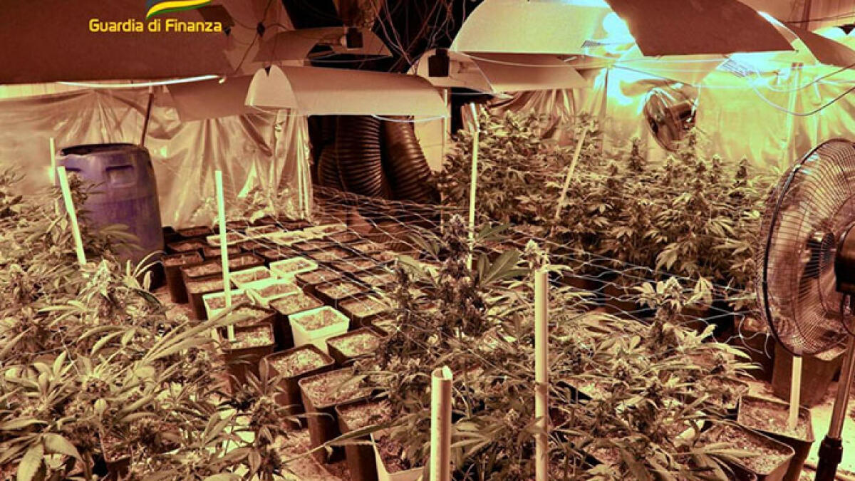 Sofisticata serra di marijuana nell'immobile confiscato alla camorra vesuviana - 