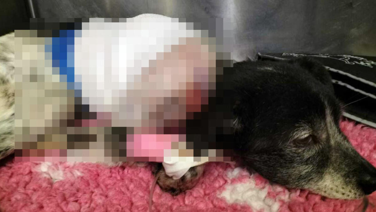 Cagnolina scuoiata, orribile sotto al Vesuvio - 