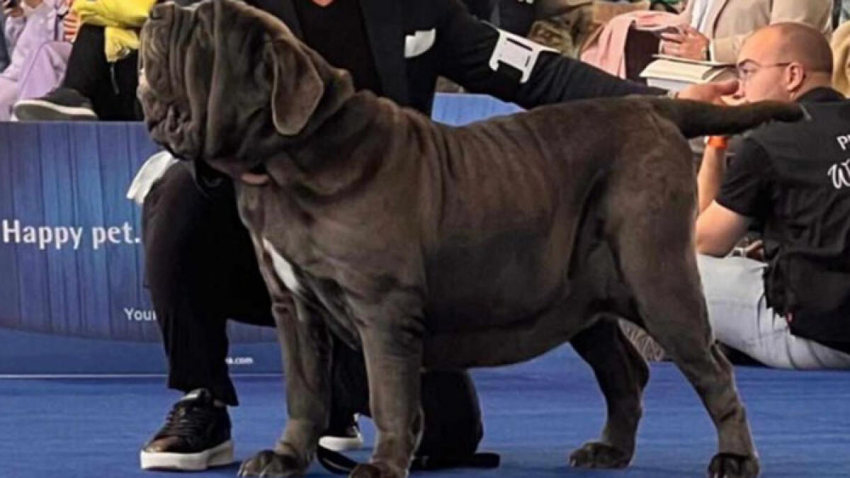 Mastino Napoletano, Pupetta da Nola è vicecampionessa mondiale - 