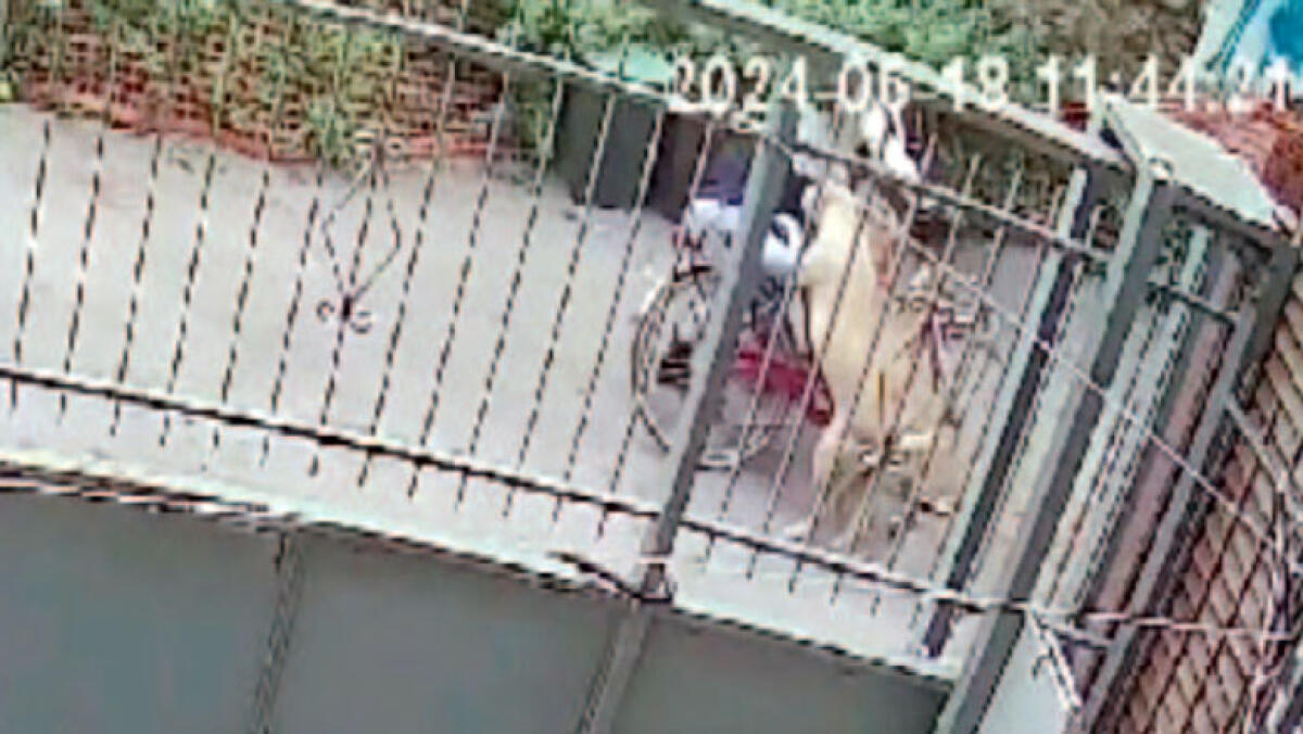 Bimba in bici azzannata da due pitbull a Pompei: spunta il video - 