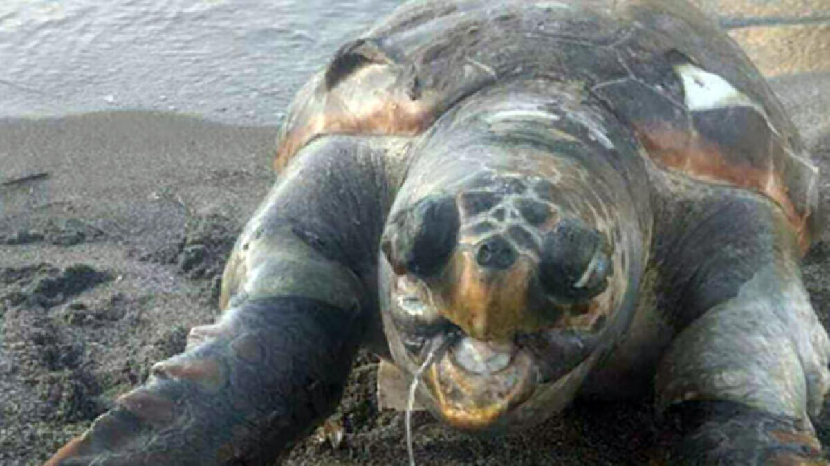 Tartaruga marina trovata morta in spiaggia nel Golfo di Napoli - 