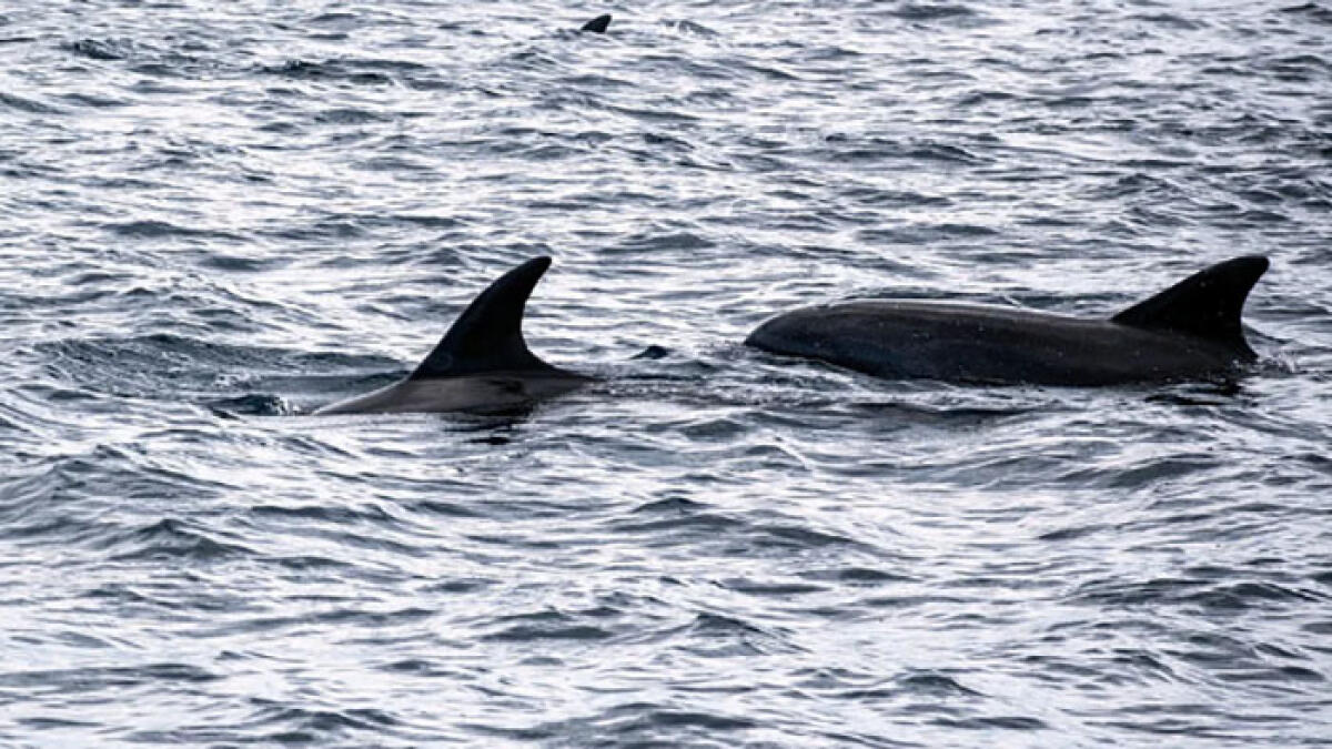 Delfino morto trovato in spiaggia nel Golfo di Napoli - 