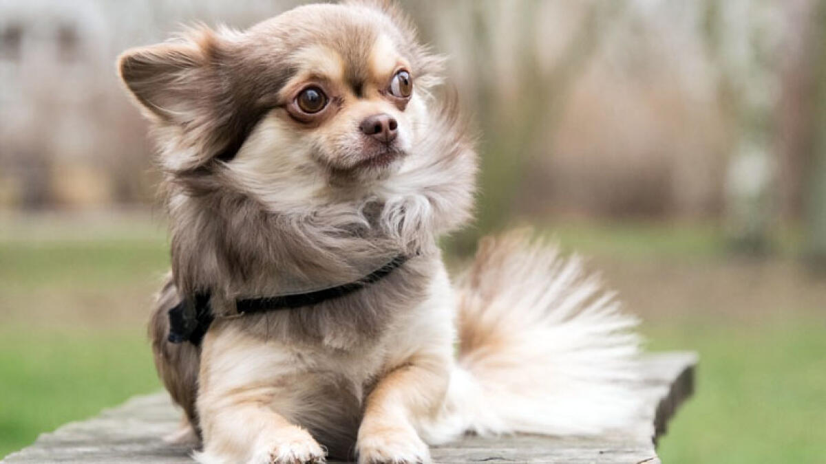 Latitante arrestato, "tradito" dal suo chihuahua - 