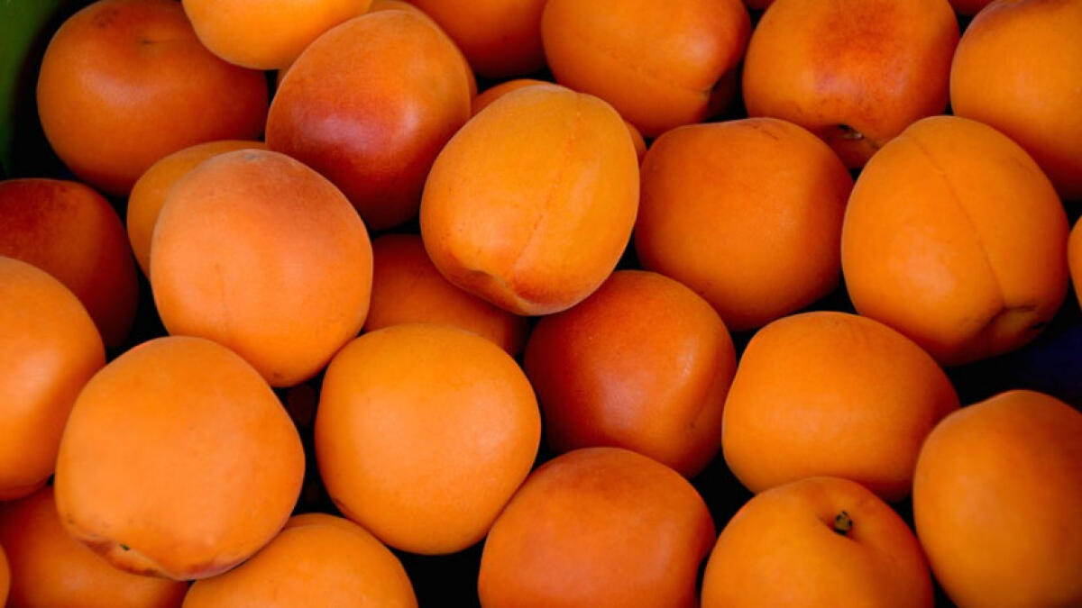 Ottaviano, convegno sull'albicocca del Vesuvio promosso da Gal "Vesuvio Verde" e Comune - 