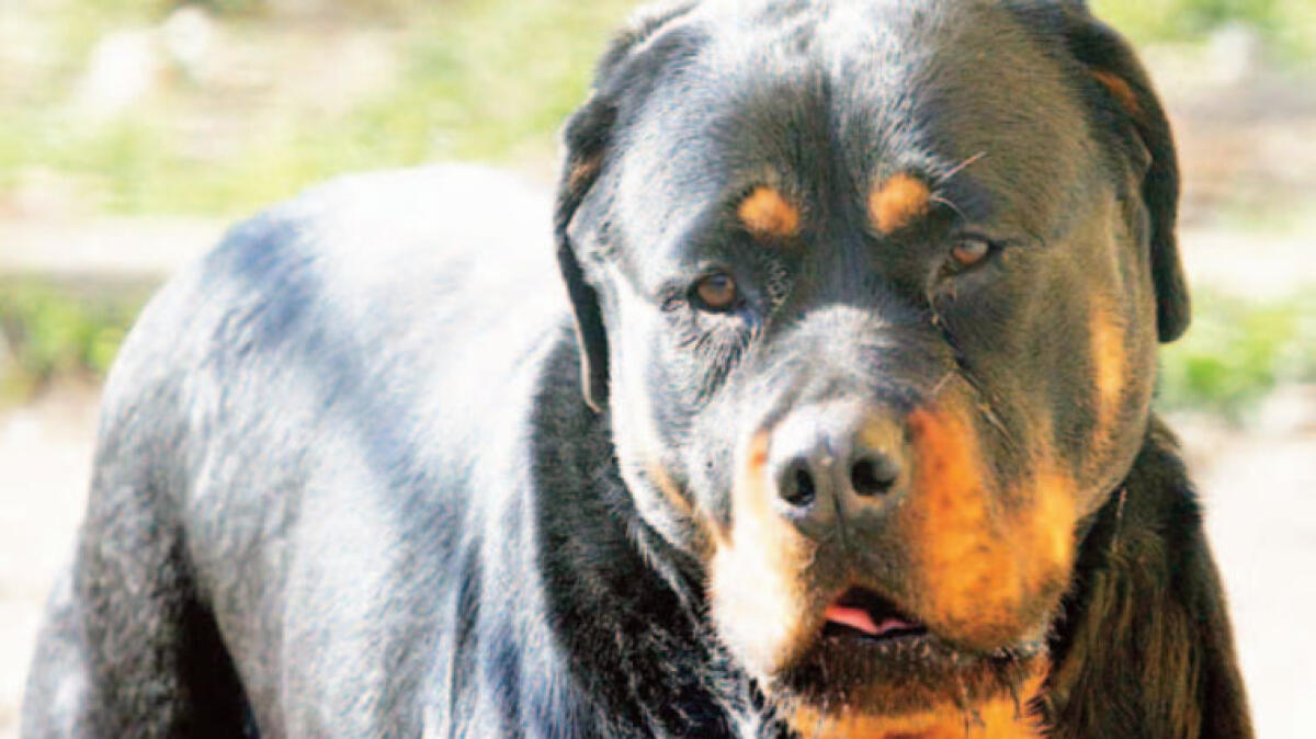 Azzannato da un cane davanti al seggio elettorale - 