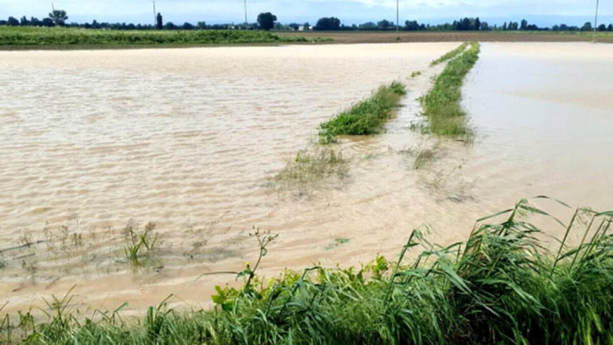 Nubifragi in Campania, danni milionari alle coltivazioni - 