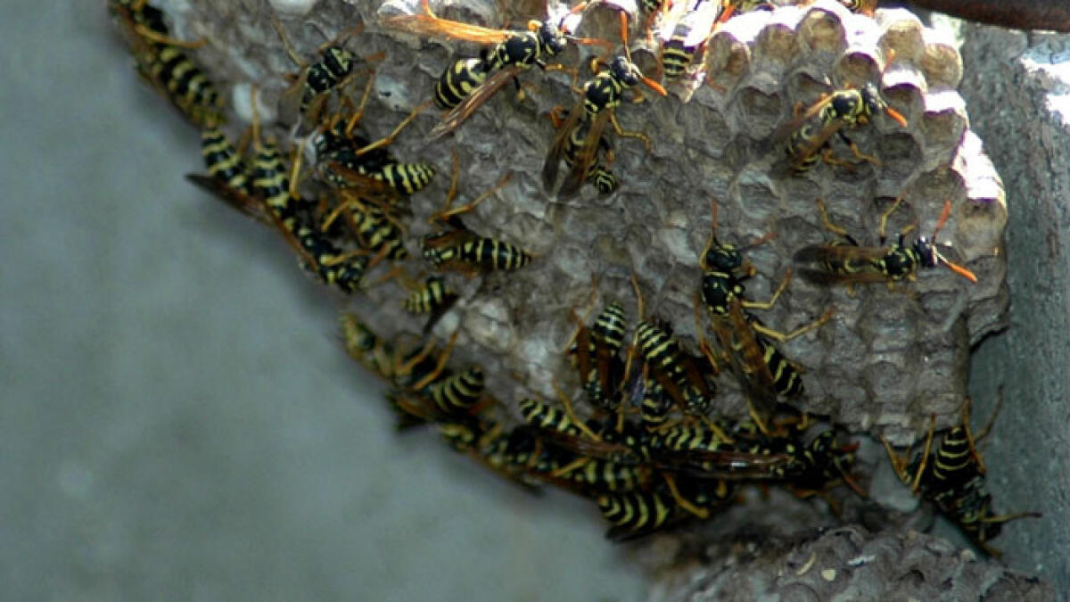 Assalito dalle vespe in spiaggia, muore mentre scappa - 