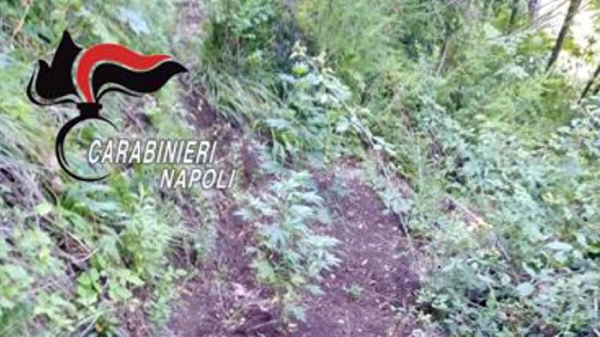 Piantagione di canapa indiana sul Monte Faito - 