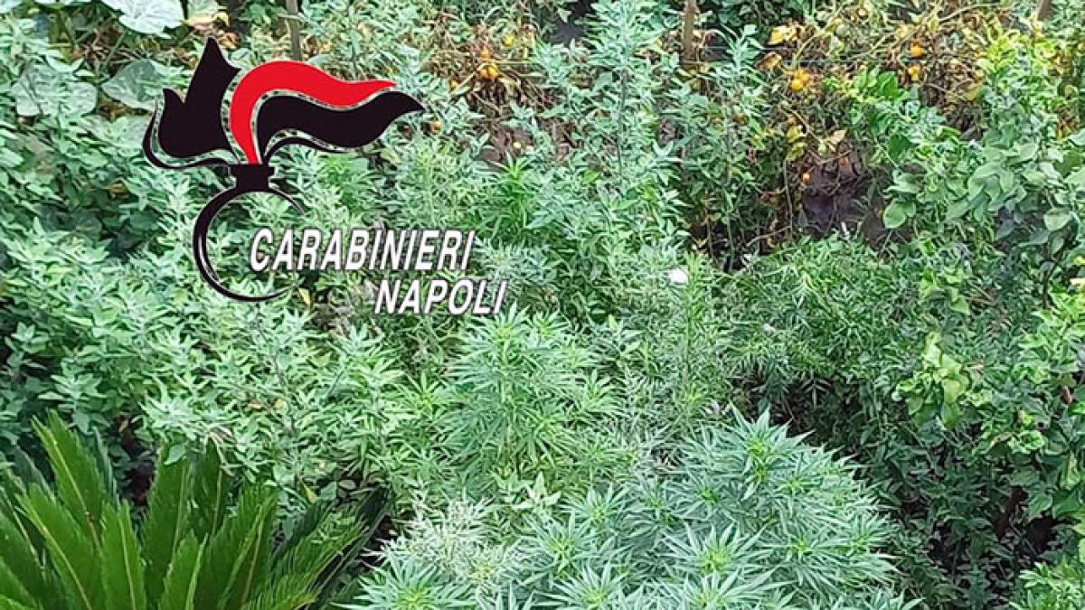 Blitz nei Paesi Vesuviani, scoperta piantagione di cannabis in casa - 