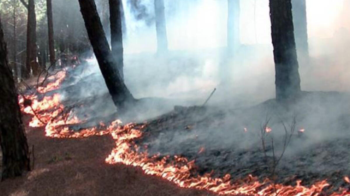 Incendio sul Vesuvio, il piromane trovato a Terzigno - 