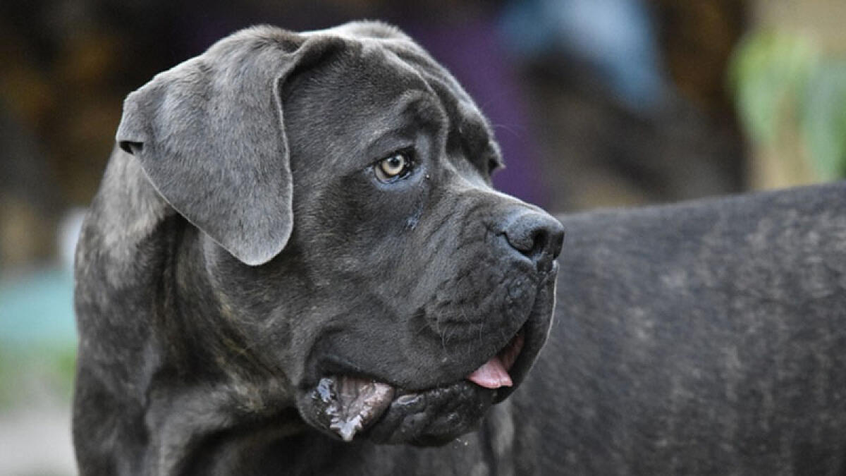 Donna e cagnolino azzannati da randagio in villetta - 