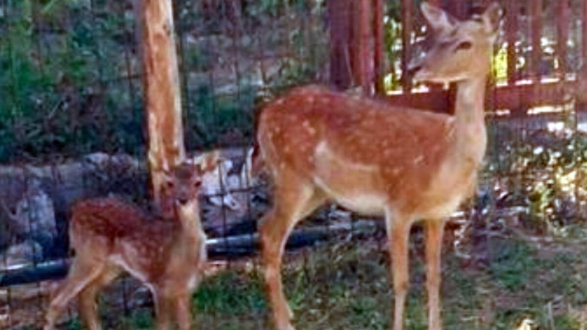 Bombe, droga e cervi protetti in una fattoria vesuviana - 