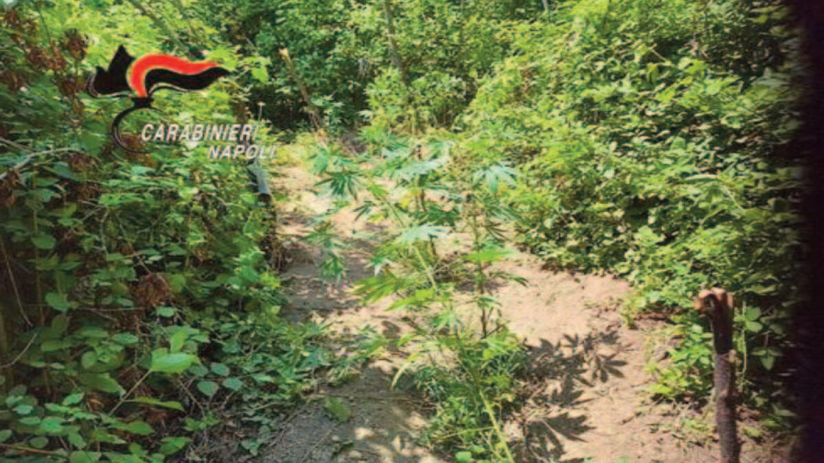 Piantagione di cannabis scoperta nei Paesi Vesuviani - 