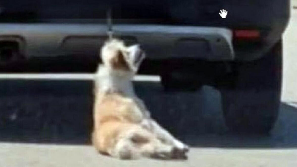 Muore cane legato all'auto, arriva la condanna - 