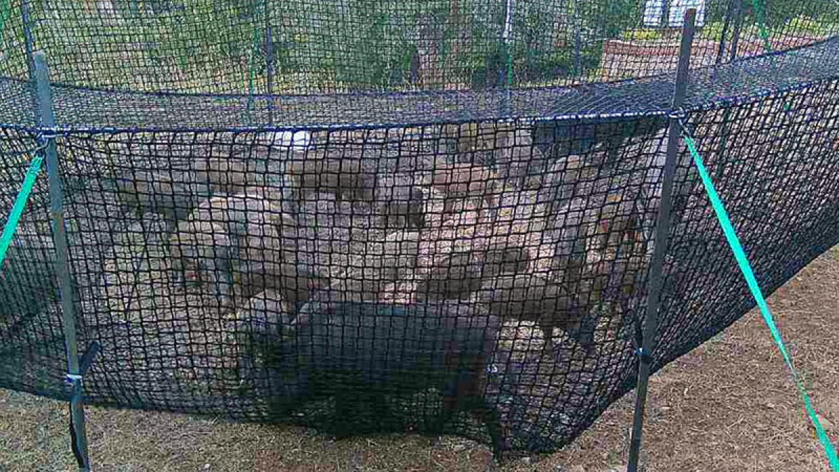 Peste suina, una rete per catturare i cinghiali - 