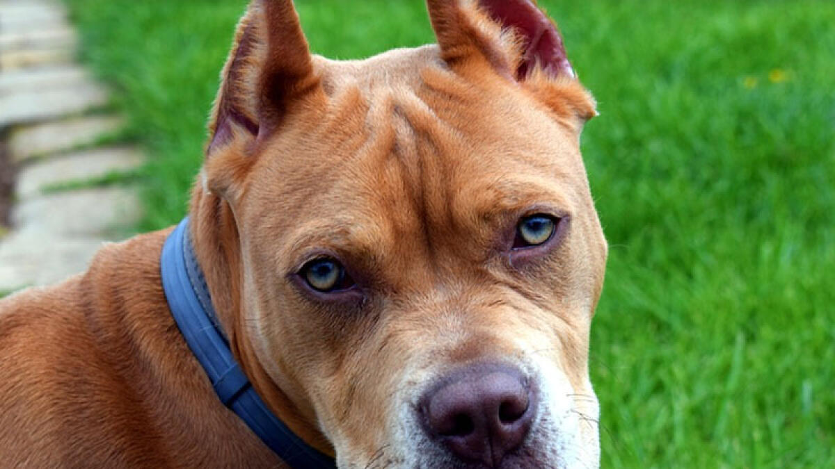 Bimbo di un anno azzannato da un pitbull, è grave - 