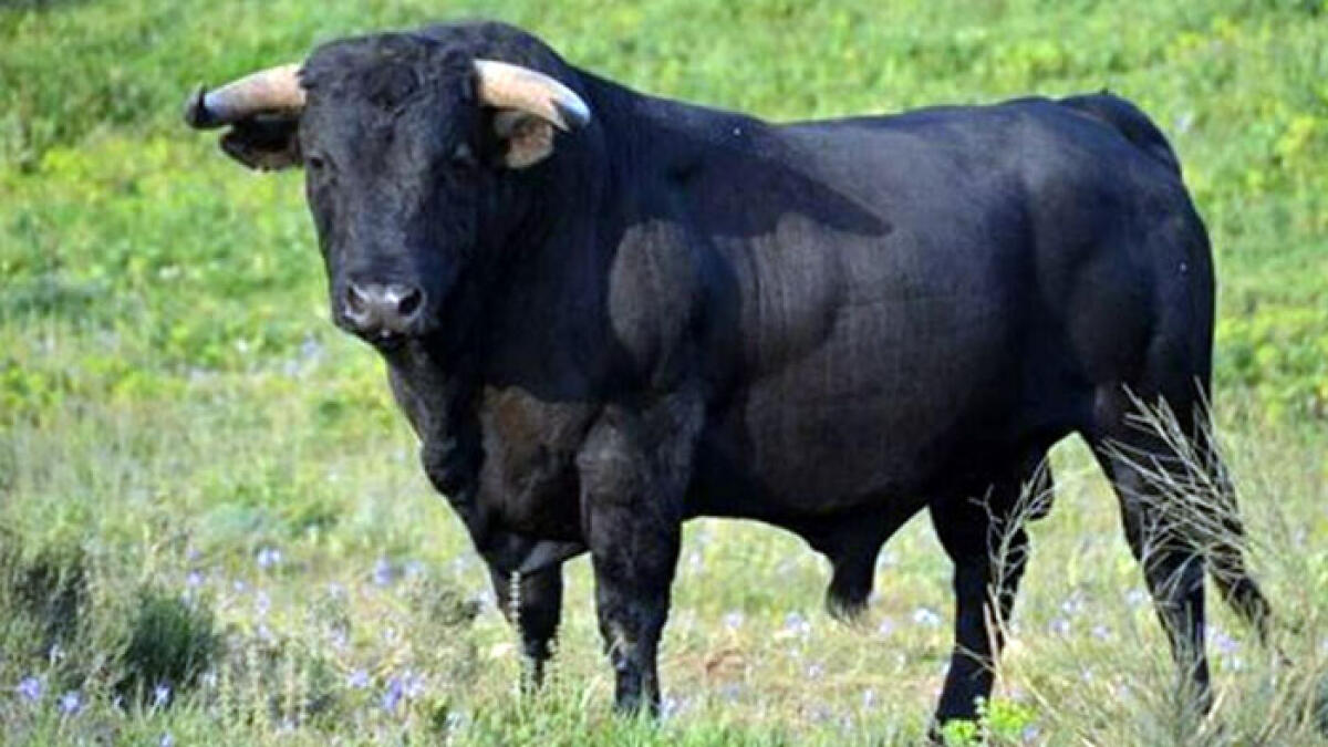 Picnic con la famiglia, toro lo attacca alle spalle - 