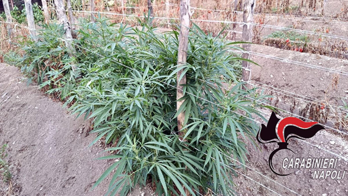 Piante di marijuana nascoste tra le coltivazioni di pomodori - 