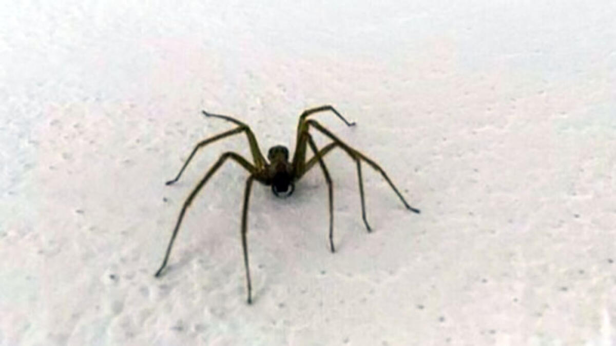 Quattro esemplari di ragno violino in una sola casa - 