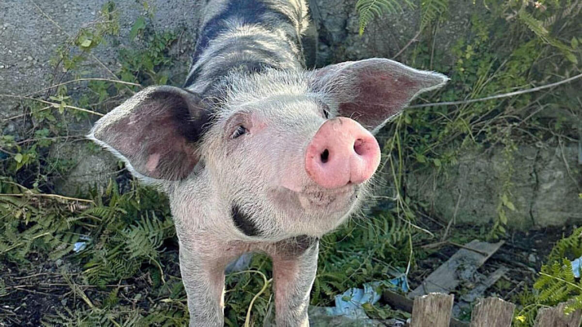 Maiale da 60 chili trovato "imbizzarrito" in strada - 