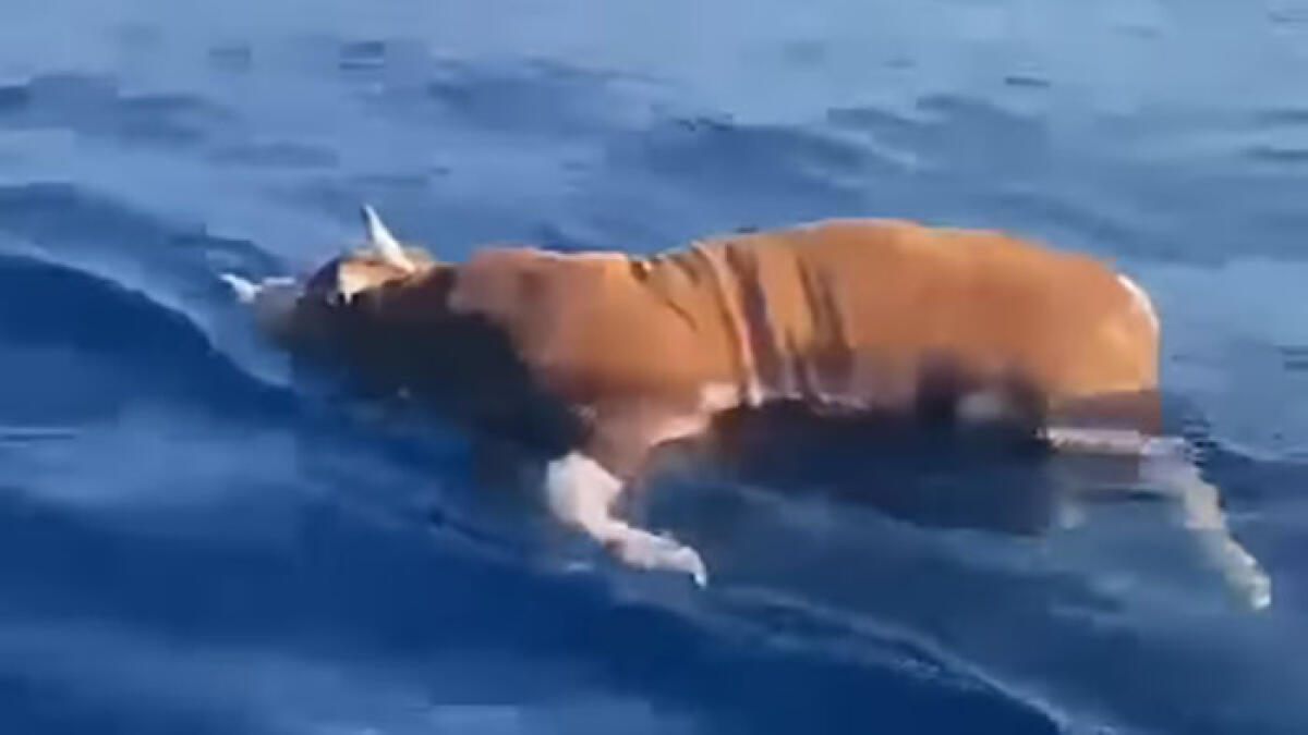 Mucca senza vita a galla nel mare della Costiera - 