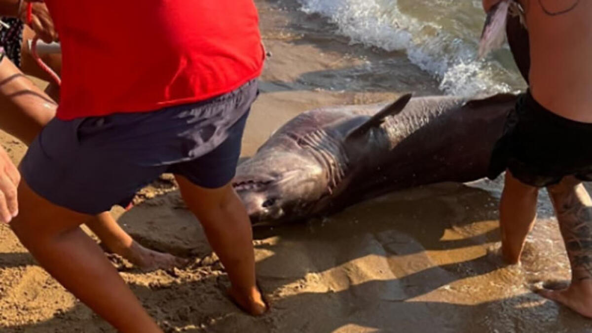 Squalo tra i bagnanti nel Cilento - 