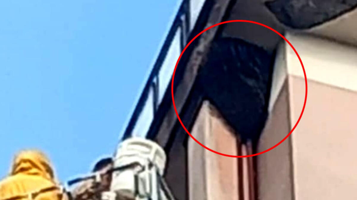 Rimosso alveare da 70 chili nell'Agro Nocerino - 