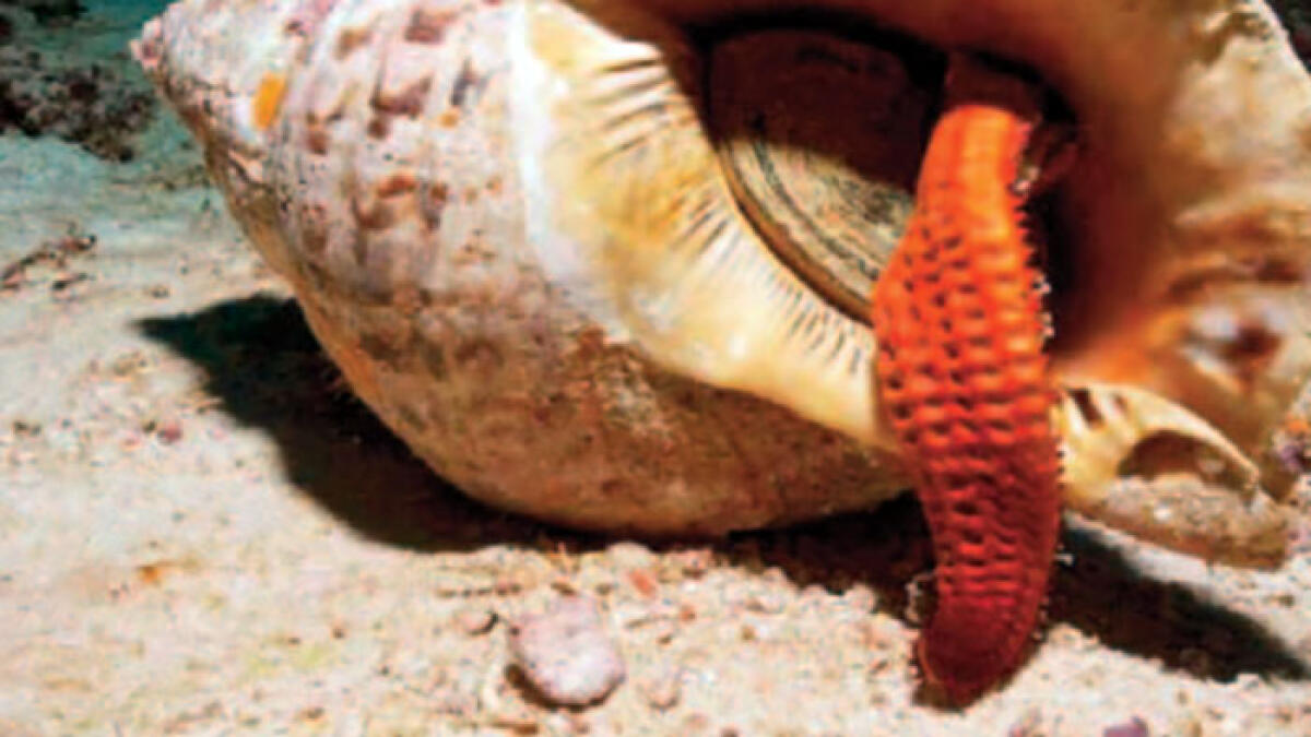 Trovato un tritone di mare nel Golfo di Napoli - 