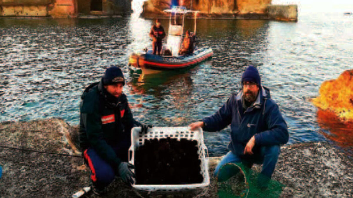 Pescano 1200 ricci di mare, bloccati in acqua - 