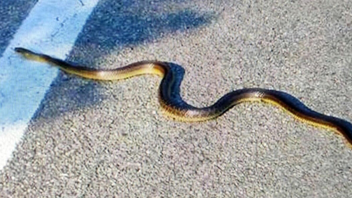 Grosso e raro serpente trovato davanti all'Asl - 