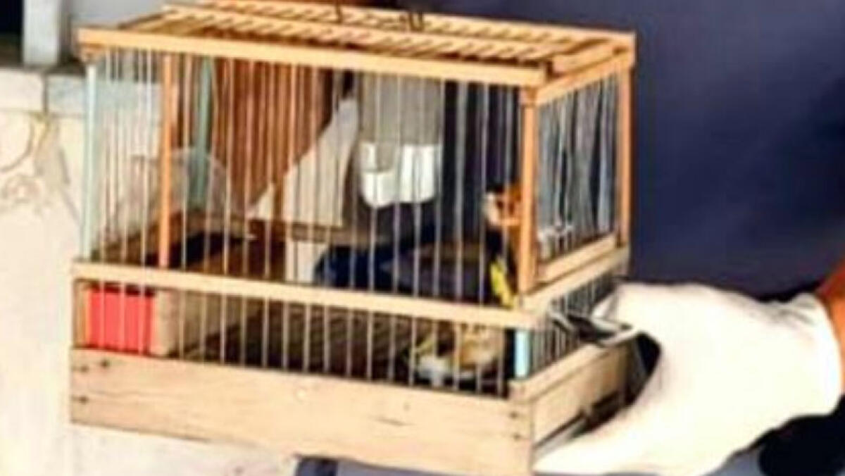 Sequestrata fauna selvatica illegale nei Paesi Vesuviani - 