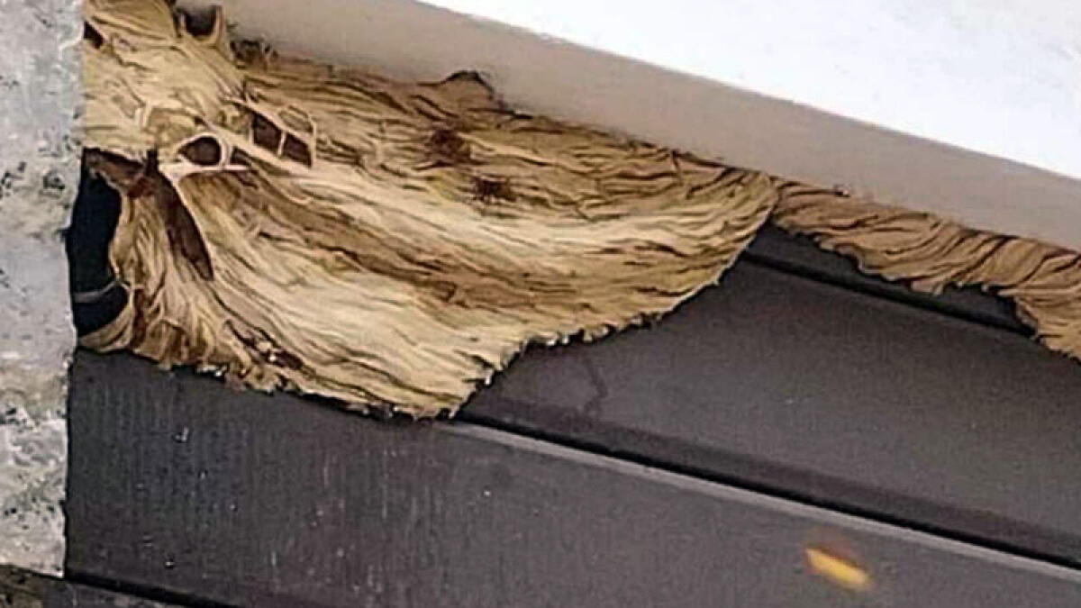 Enorme nido di calabroni su un negozio - 