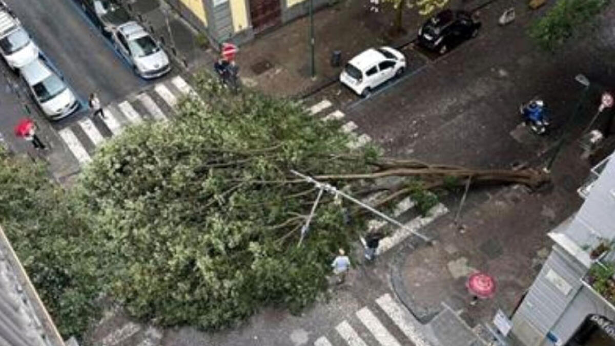 Il maltempo abbatte un albero - 