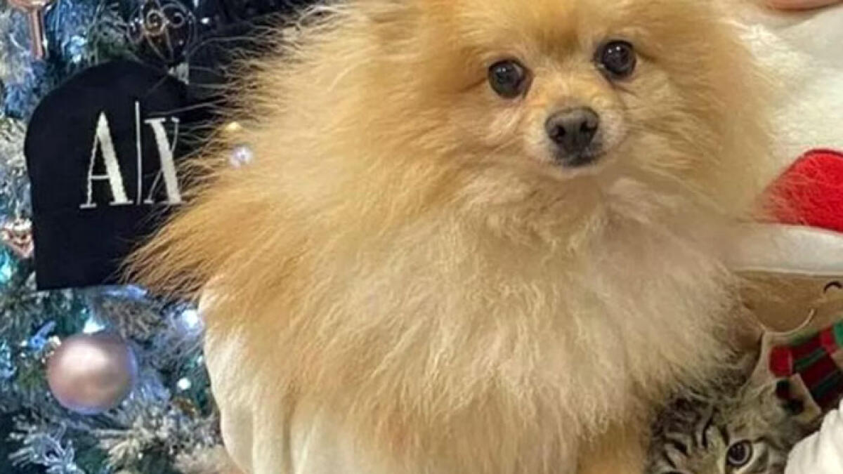 Rubato il cane a una bimba disabile: l'appello - 