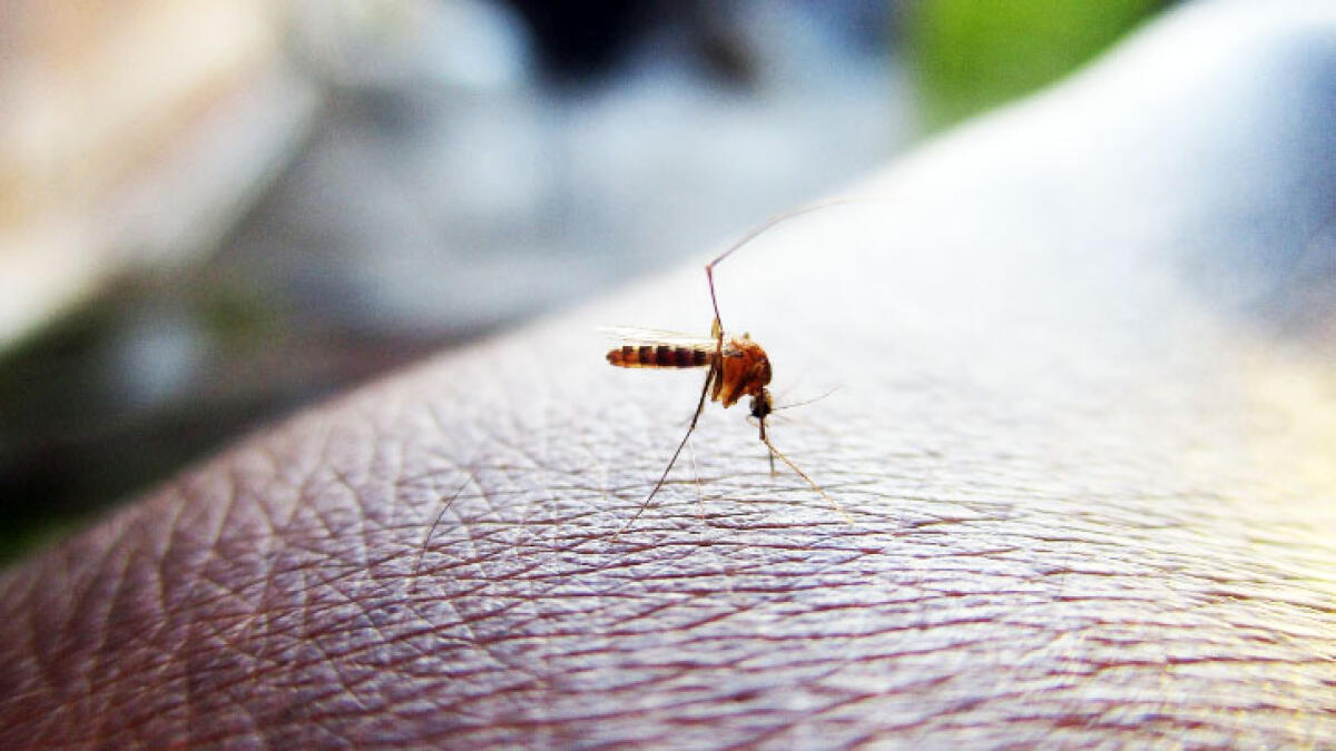 Febbre West Nile, morto uno dei pazienti ricoverati - 