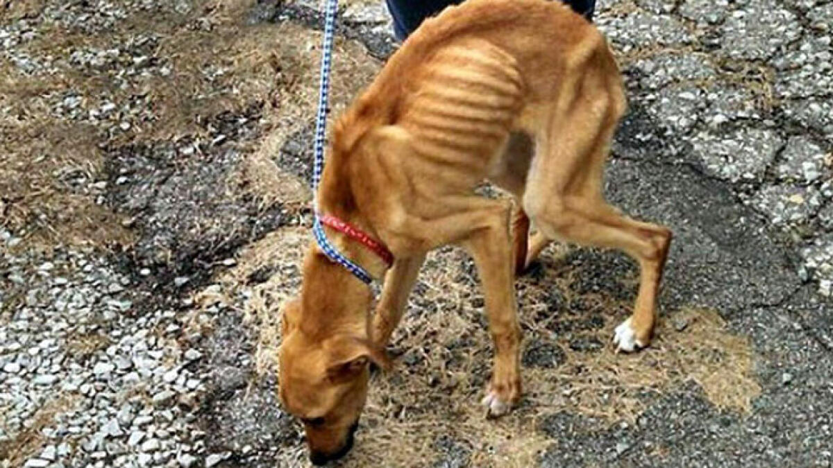 Cani maltrattati e denutriti - 