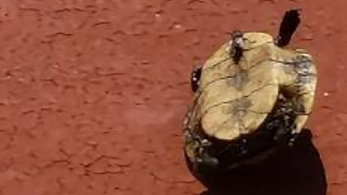 Lanciano una tartaruga per gioco ma finiscono per ucciderla - 