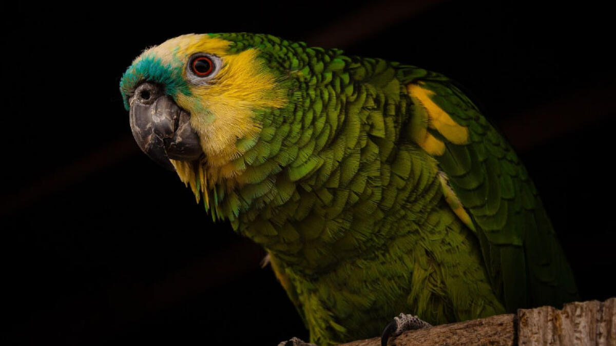 Tarpa le ali ad un pappagallo, rischia il carcere - 