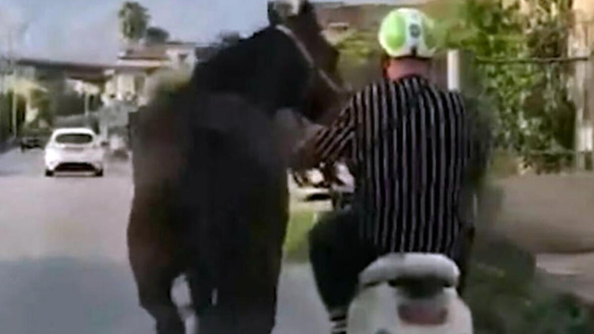 Cavallo trainato da uno scooter - 